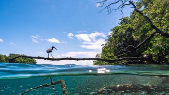 Bangau Karang Pasifik berburu sekawanan ikan di dahan bakau di Raja Ampat, Indonesia. Sangat Direkomendasikan dalam kategori Burung. Ini adalah karya Nicholas Hess Foto: Mangrove Photography Awards