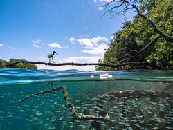 Jawara Kontes Foto Mangrove, Banyak dari Indonesia
