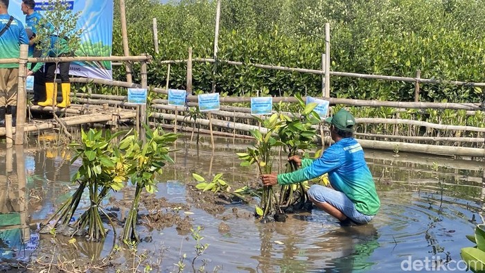 Penanaman bibit mangrove di Desa Tambakrejo, Kelurahan Tanjung Mas, Kecamatan Semarang Utara, Kota Semarang, Senin (28/7/2026).