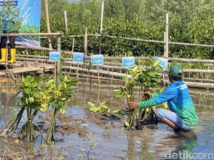 Mangrove Kita Mau Dibawa ke Mana?
