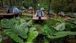 Pesona Hutan Pinus Jolotundo, Destinasi Alam Favorit di Lereng Gunung Wilis