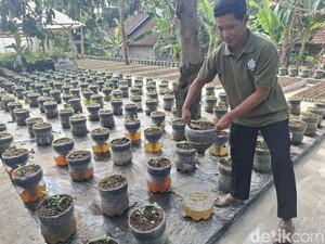 Cerita Petani Difabel di Boyolali Kelola Peternakan-Pertanian Terintegrasi