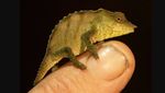 Hewan Aneh di Hutan Tersembunyi Pulau Langit