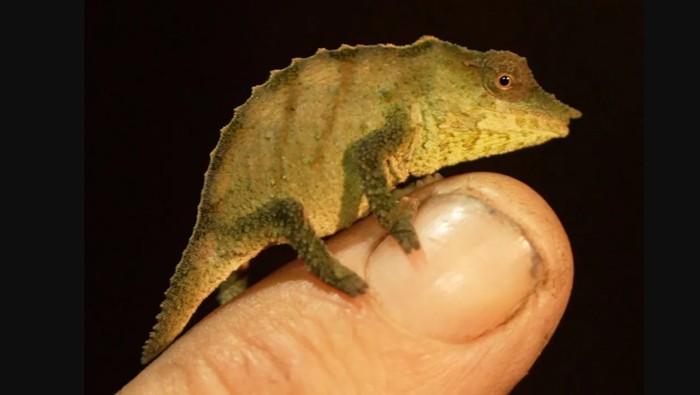 Rhampholeon maspictus Rhampholeon maspictus bunglon kecil yang ditemukan di hutan hujan tropis Mabu, Mozambique