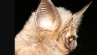 Rhinolophus mabuensis adalah kelelawar kecil endemik yang hanya ditemukan di Gunung Mabu dengan hidung berbentuk tapal kuda. Hewan nokturnal ini menjadi pengingat pentingnya pelestarian hutan di selatan Afrika ini (dok. BBC/Ara Monadjem)