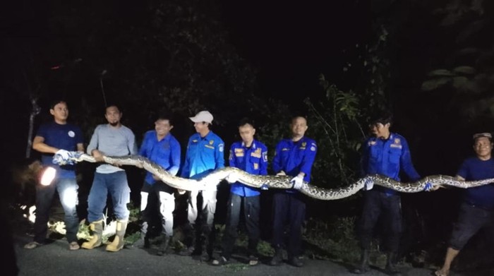 7 personel Damkar Selayar mengevakuasi ular piton 8 meter dari atas pohon.