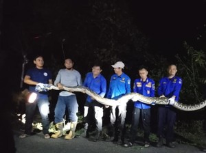 7 Personel Damkar Selayar Evakuasi Ular Piton 8 Meter dari Atas Pohon
