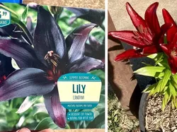 Kumpulan Pengalaman Belanja Online yang Tidak Sesuai Ekspektasi