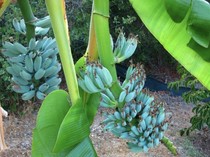 Blue Java Banana, Pisang Langka Berwarna Biru dengan Tekstur Mirip Es Krim