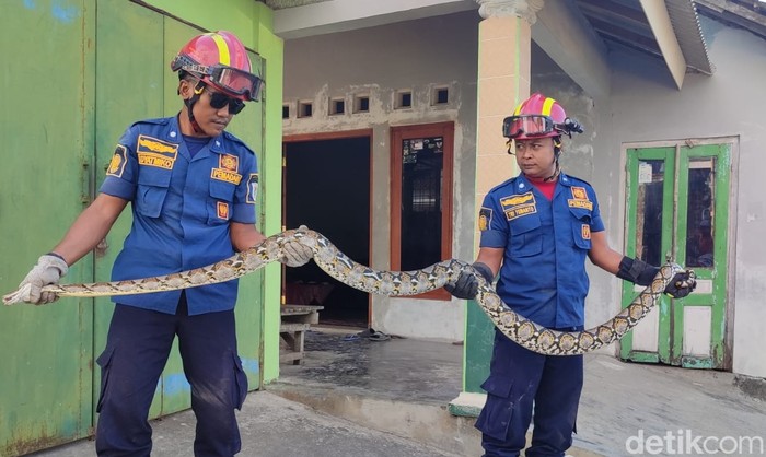 Regu 2 Damkar Klaten mengevakuasi ular piton di rumah warga Desa Kenaiban, Klaten, Selasa (29/7/2025).