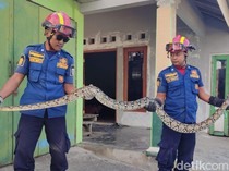 Hii! Piton 3 Meter Ngumpet di Atap Rumah Pak RW Kenaiban Klaten