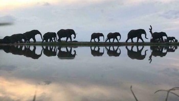 Kawanan gajah berjalan beruntun. Foto: via BoredPanda