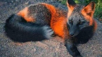 Rubah ini mengalami kondisi melanistik, membuat bulunya tampak lebih gelap dari biasanya. Namun karena itu, penampilannya jadi tak biasa dan terlihat cantik. Foto: via BoredPanda