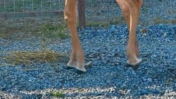 Karena sebuah kondisi kelainan, anak jerapah ini bertubuh polos tidak punya corak seperti jerapah pada umumnya. Foto: via BoredPanda