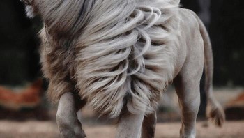 Singa putih langka. Foto: via BoredPanda