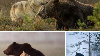 Serigala abu-abu betina dan beruang cokelat jantan ini terlihat akur. Mereka terlihat bersama selama sepuluh hari berturut-turut oleh seorang fotografer Finlandia, menghabiskan beberapa jam bersama antara pukul 8 malam dan 4 pagi. Mereka bahkan berbagi makanan satu sama lain. Foto: via BoredPanda