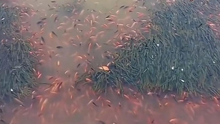 Ikan di Danau Toba mati mendadak. (Istimewa)