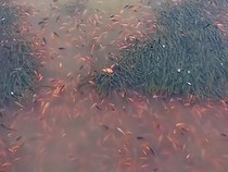 Viral Ikan-ikan di Danau Toba Mendadak Mati