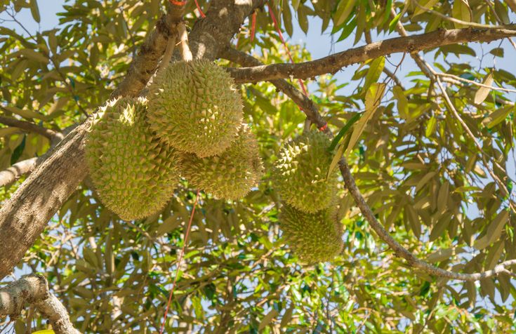Ilustrasi pohon durian