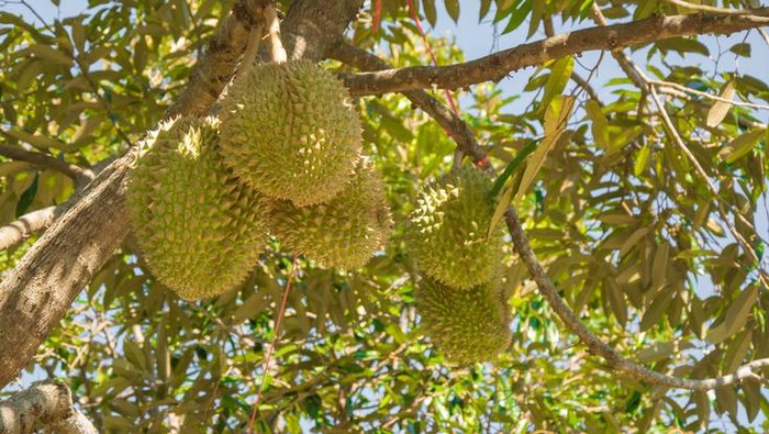 Ilustrasi pohon durian
