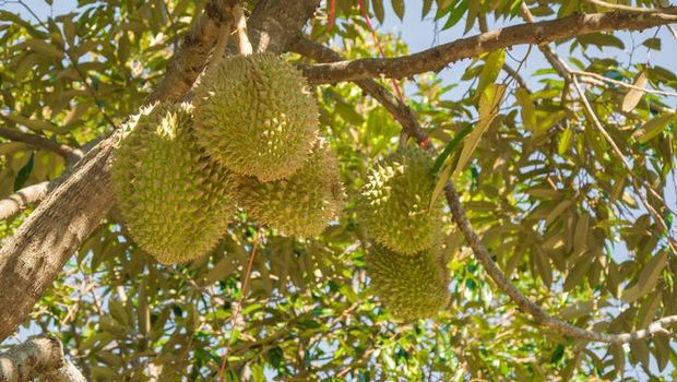 Sarjana Hukum di Inggris Ini Banting Setir, Kini Pilih Jualan Durian