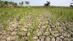 Kekeringan Ancam Sawah Tadah Hujan di Indramayu