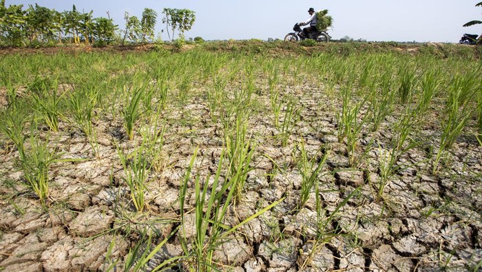 Kekeringan Ancam Sawah Tadah Hujan di Indramayu Foto udara petani melihat kondisi sawahnya yang mengering di Balongan, Indramayu, Jawa Barat, Selasa (29/7/2025). Puluhan hektar lahan sawah tadah hujan yang baru ditanam padi berumur sekitar 30 hari itu mengalami kekeringan akibat tidak tersedianya sumber air sehingga dikhawatirkan terancam mati dan gagal panen. ANTARA FOTO/Dedhez Anggara/tom.