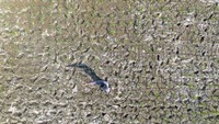 Retakan tanah terlihat jelas dari udara di sawah tadah hujan. Kondisi ini memperlihatkan dampak nyata perubahan iklim terhadap pertanian. Foto: ANTARA FOTO/Dedhez Anggara