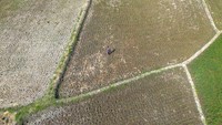 Puluhan hektar lahan sawah tadah hujan yang baru ditanam padi berumur sekitar 30 hari itu mengalami kekeringan akibat tidak tersedianya sumber air sehingga dikhawatirkan terancam mati dan gagal panen. Foto: ANTARA FOTO/Dedhez Anggara