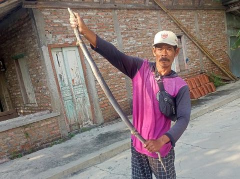 Kobra Jawa diamankan Mardiyono relawan RCTD dan Exalos dari dalam rumah warga Desa Balak, Cawas, Klaten, Selasa (29/7/2025).