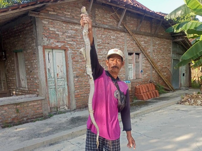 Kobra Jawa diamankan Mardiyono relawan RCTD dan Exalos dari dalam rumah warga Desa Balak, Cawas, Klaten, Selasa (29/7/2025).