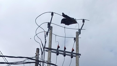 Layangan tersangkut pada jaringan listrik di kawasan di Sanur, Denpasar, Bali, Selasa (29/7/2025). (Ni Made Lastri Karsiani Putri/detikBali)