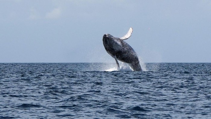 A young male humpback whale breaches near Otoque Island, where every year they migrate thousands of kilometres from the cold South Pacific to give birth in tropical waters, in Otoque, Panama, July 28, 2025. REUTERS/Enea Lebrun