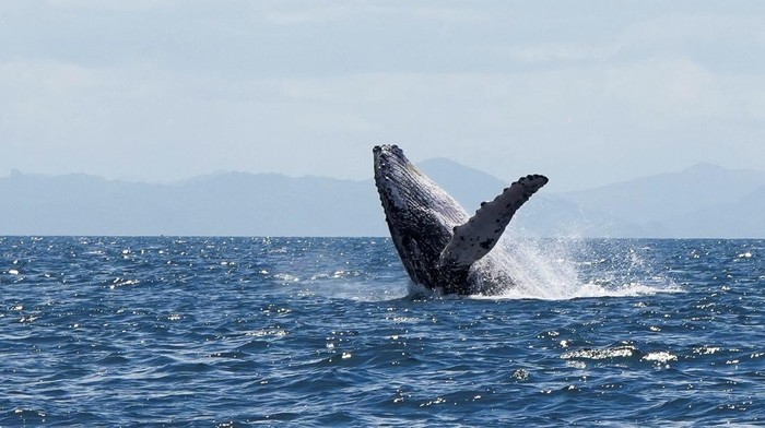 A young male humpback whale breaches near Otoque Island, where every year they migrate thousands of kilometres from the cold South Pacific to give birth in tropical waters, in Otoque, Panama, July 28, 2025. REUTERS/Enea Lebrun