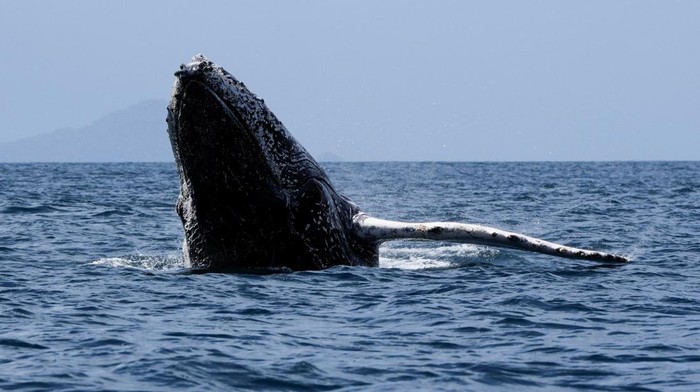 A young male humpback whale breaches near Otoque Island, where every year they migrate thousands of kilometres from the cold South Pacific to give birth in tropical waters, in Otoque, Panama, July 28, 2025. REUTERS/Enea Lebrun