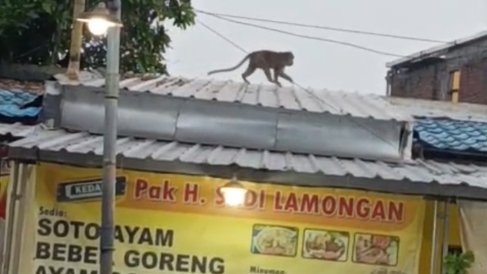 Monyet liar di Lamongan yang resahkan warga di sekitar Plaza Lamongan.