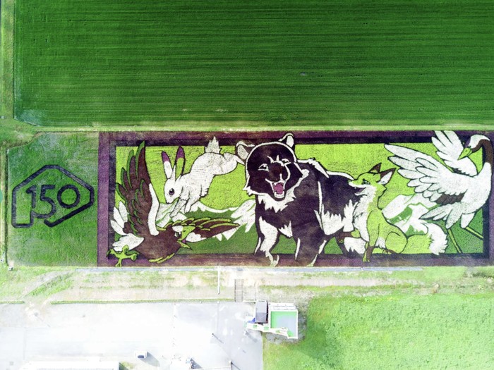 Sawah artsy di Hokkaido Sawah artsy di Hokkaido