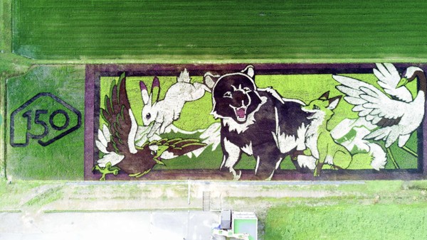 Bukan Hijau Polos, 8 Potret Sawah di Hokkaido Ini Punya Desain Artsy