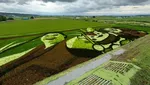 Bukan Hijau Polos, 8 Potret Sawah di Hokkaido Ini Punya Desain Artsy