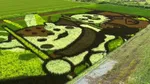 Bukan Hijau Polos, 8 Potret Sawah di Hokkaido Ini Punya Desain Artsy