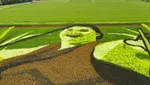 Bukan Hijau Polos, 8 Potret Sawah di Hokkaido Ini Punya Desain Artsy