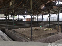 Suasana Terkini Arena Tajen di Denpasar Usai Joki Ayam Tewas Disabet Taji