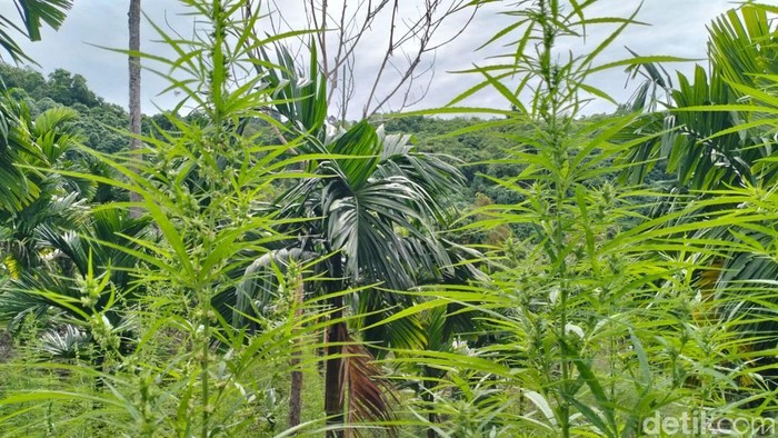 Tanaman ganja yang ditemukan di kebun pinang, Aceh Besar. (Foto: Agus Setyadi/detikSumut)