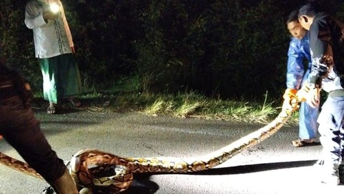 Petugas Damkar Jembrana mengevakuasi ular di jalan Desa Tegal Badeng Barat, Kecamatan Negara, Kabupaten Jembrana, Selasa (29/7/2025).