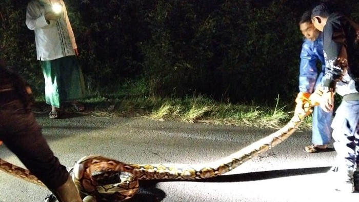 Petugas Damkar Jembrana mengevakuasi ular di jalan Desa Tegal Badeng Barat, Kecamatan Negara, Kabupaten Jembrana, Selasa (29/7/2025).