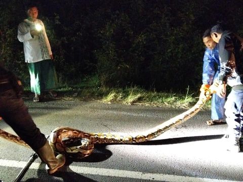 Petugas Damkar Jembrana mengevakuasi ular di jalan Desa Tegal Badeng Barat, Kecamatan Negara, Kabupaten Jembrana, Selasa (29/7/2025).