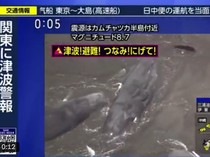 Potret Sejumlah Paus Raksasa Terdampar di Pantai Jepang gegara Tsunami