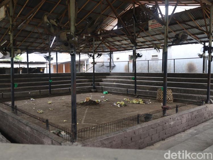 Potret Arena Tajen Berdarah yang Tewaskan Joki Ayam