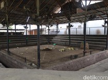 Joki yang Tewas Diserang Ayam Aduan di Arena Tajen Tinggalkan 3 Anak