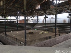 Arena tajen yang dilengkapi tribun di Banjar Abian Tubuh, Kesiman, Denpasar, Selasa (29/7/2025). (Aryo Mahendro/detikBali)